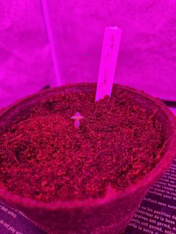 1st Ever Grow — germination, day 6