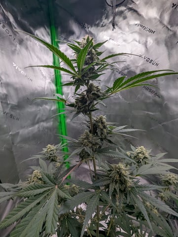 First Grow — flower, day 61