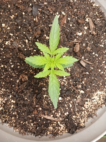 4th grow  — vegetative, day 142