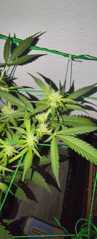 pineapple Express  — flower, day 1