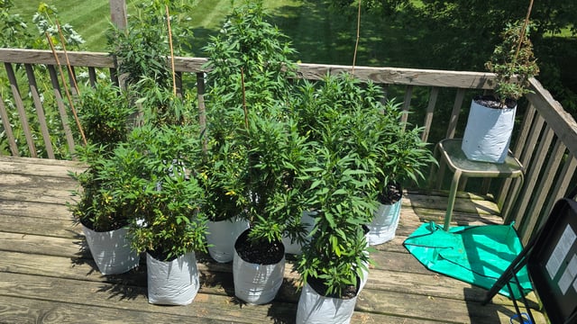 Outdoor 2025 — vegetative, day 113