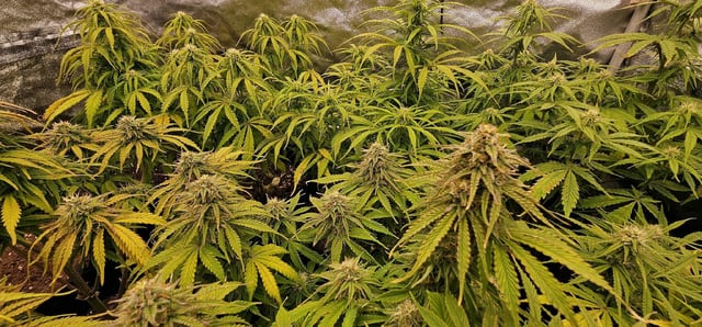 Blueberry  — flower, day 67