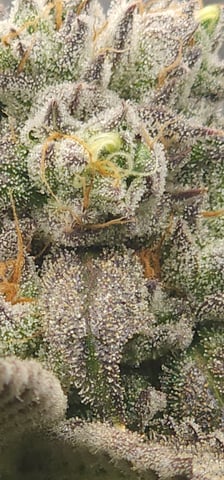 Found my Females... Game On! — flower, day 182