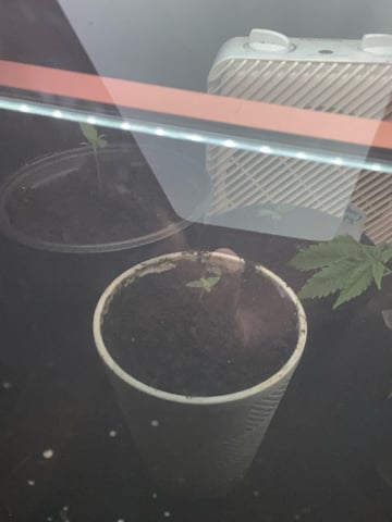 Milky Way F1 — auto, day 13