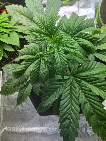 2nd Autoflower Indoor Grow — vegetative, day 24