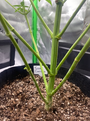 Tuscan Gelato — flower, day 1