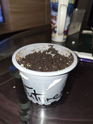Neustart  — germination, day 5