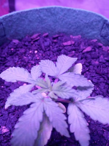 First autos  — seedling_rooting, day 18