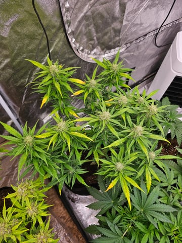 round 2 — flower, day 72