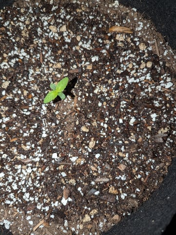 First Grow — seedling_rooting, day 8