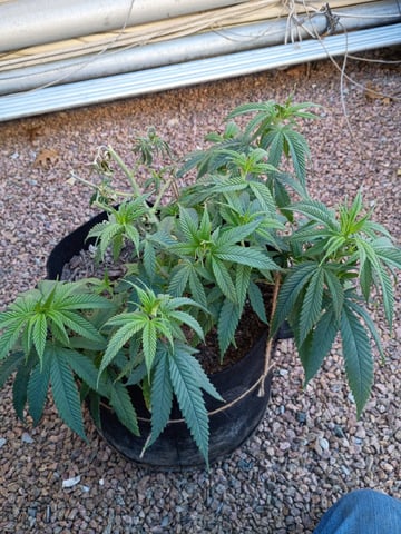 Purple Plum Perfect 💜 & 2 Grape Runtz 🍇 Mainlining garden.  — vegetative, day 119