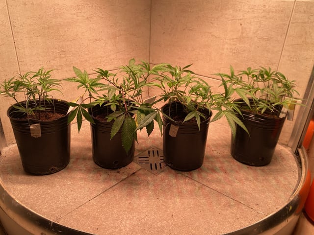 75x60  x 4 Gens — vegetative, day 19