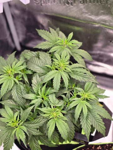 blue dream auto — vegetative, day 29