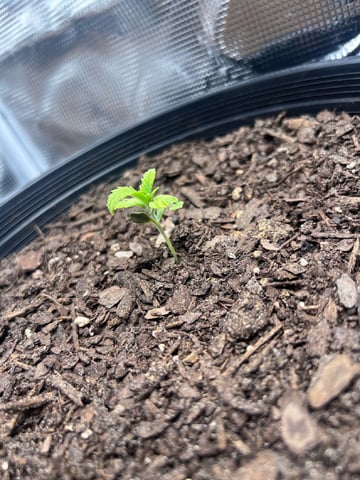 gorilla glue x sky walker  — seedling_rooting, day 12