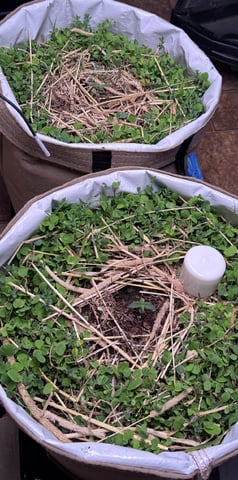 510 First Run! — seedling_rooting, day 15