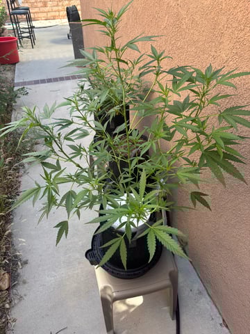 Poison Rainbows — vegetative, day 92