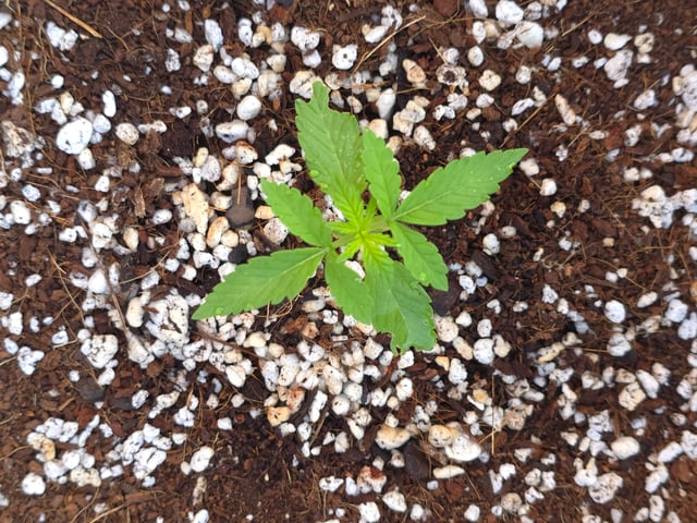 Green Gelato Auto — seedling_rooting, day 11