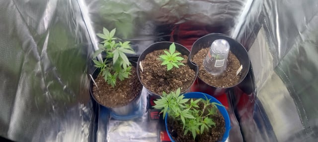 frst grow tent grow — vegetative, day 22