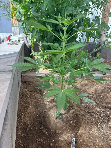 new seeds grow #2 — flower, day 50