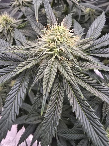  1 Blue Zushi x Venom & 1 Jack Here x Strawberry Cookies OG — flower, day 70