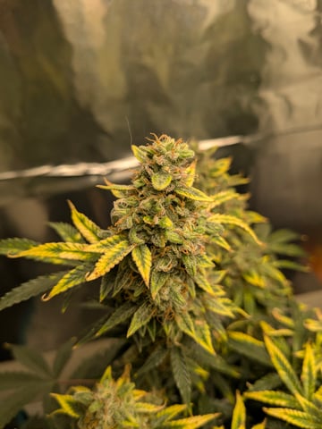 first grow — flower, day 117