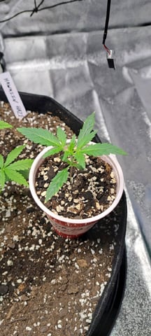 Hawaiian Haze  — vegetative, day 20