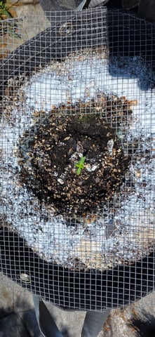 Let's just leave these right here! — seedling_rooting, day 23