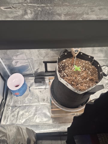 I'll get it right — seedling_rooting, day 16