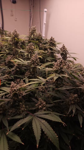 DNA Genetics Kosher Cookies rockwool run round 2 — flower, day 109