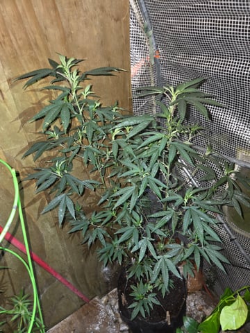Trial Grow — vegetative, day 193
