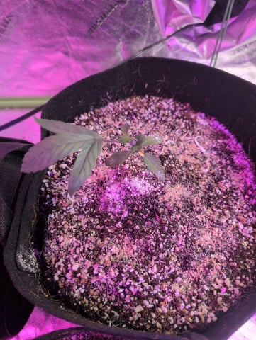 2025-26 — vegetative, day 9