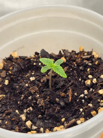 Northern lights #10 (Alaska) — seedling_rooting, day 2