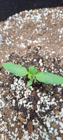 Hawaiian Haze  — seedling_rooting, day 5