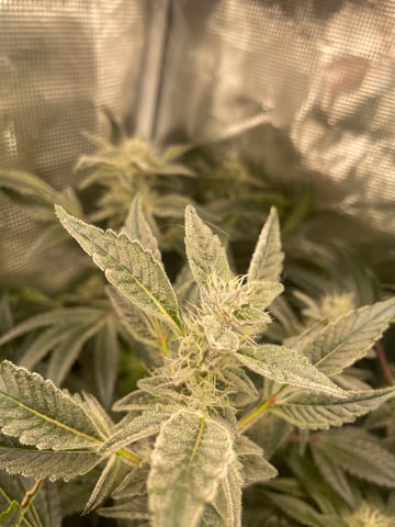 Mainely Organic Mix — flower, day 54