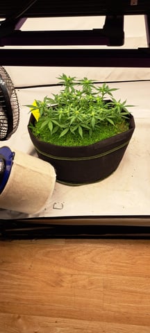 First Grow with the new setup  — auto, day 42