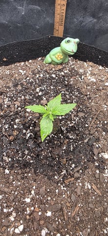 Spring Is Here... we hope... — vegetative, day 13