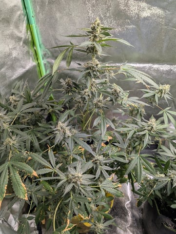 Early Girl — flower, day 70