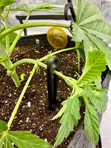 Indoor | Summer ‘26 — grow_setup, day 2
