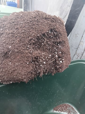 Starfighter/Ohio Guptilla Hybrid — flower, day 47