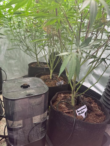 Permanent Marker, Gary Payton — flower, day 10