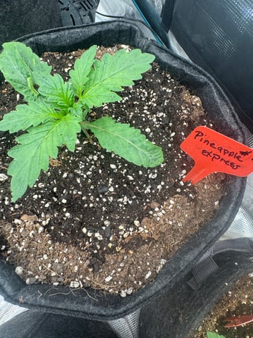  pineapple express — vegetative, day 4