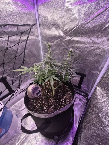 I'll get it right — flower, day 68