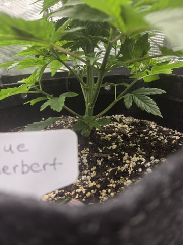 4 strains in 1 tent — vegetative, day 21