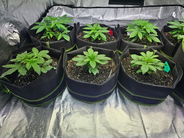 2nd Autoflower Indoor Grow — vegetative, day 21