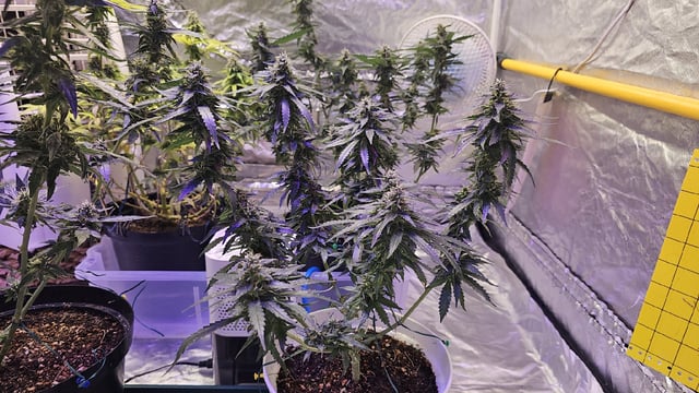 Amnesia Haze Run — flower, day 70