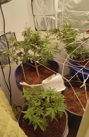 closet grow for veg with a.c infinity air intake fan .With no carbon filter just suction,and spider farmer sf 7000.Then a spider farmer sf tent 4×4×6.5with a G1500 l.e.d from spiderfarmer and spider farmer 6inch clip oscalating fan. — flower, day 36