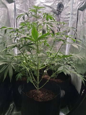 First Indoor Grow  — vegetative, day 37
