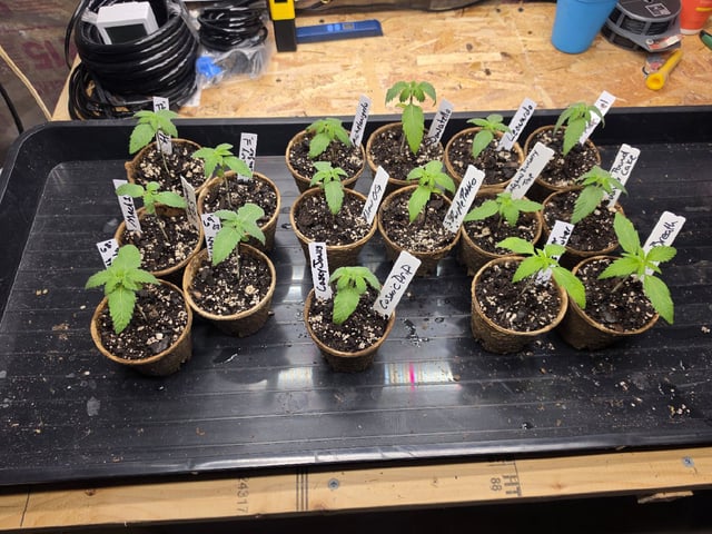 2nd Grow Sesh — vegetative, day 13