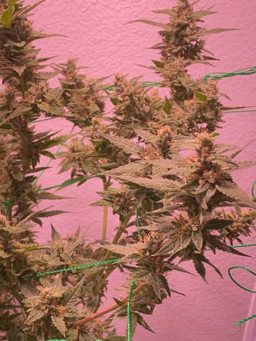 pineapple Express  — flower, day 29