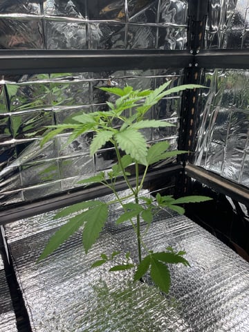 My First Grow — vegetative, day 24